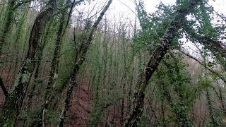 Wild boar hunting in Italy. Caccia al cinghiale in battuta - 1 parte.