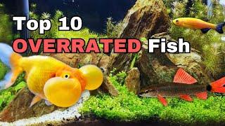 Top 10 OVERRATED Aquarium Fish!