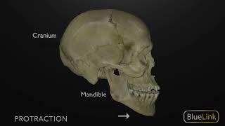 Protrusion and Retraction of the Mandible