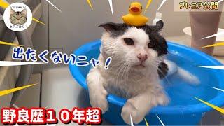 野良猫緊急保護から初めてのお風呂！想定外のハプニングがヤバい…