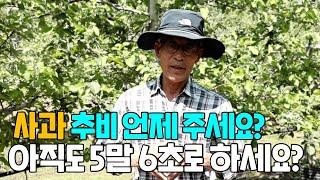 사과재배 추비주는 시기는 언제가?? 계산하는 방법은요.