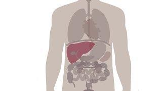 Mechanisms regulating the gut-liver axis during health and disease