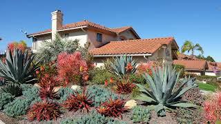 Desert Landscaping ideas