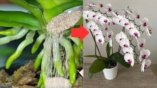 Tun Sie dies dringend im Herbst!Selbst die schwächste Orchidee, die nie blüht, wird reichlich blühen