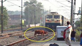 Live Accident !! Speedy Train Hits Cow