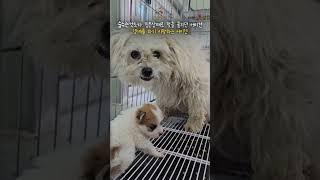 숨 쉬는 것조차 버거워 보이는 어미견에게서 새끼를 떼어놔야 했습니다. #강아지