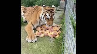 Tiger eating chicken leg piece  #shorts