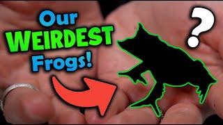 Top 5 WEIRDEST Frogs at Snake Discovery!