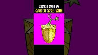원피스 상성이 없는 사기적인 열매