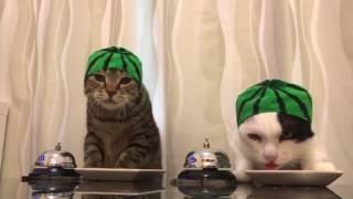 Cats wearing watermelon hats ring bells