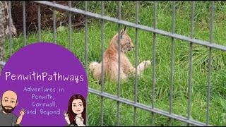 We go to Newquay Zoo and see the baby Lynx, Slender Loris, and more! #penwithpathways