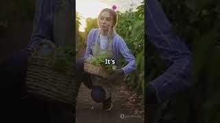 Smart Fungicide Use for Healthy Crops  #sciencefather #environmentalscientists #researcher #AgTech
