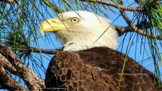 SWFL Eagles  STUNNING PHOTOS Of The New Female Intruder Seen Today By Marti Lord   3.7.23