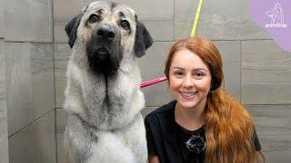 The Strongest Bite Force In The Dog Kingdom | Turkish Kangal