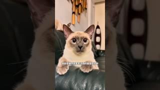 新手养猫攻略：为何暹罗猫是首选？＃暹罗猫＃小猫狗＃新手养猫＃养猫知识＃养猫日常＃养猫经验＃科学养猫＃养猫人＃养猫经验分享＃宠物＃萌宠＃猫咪＃cat＃宠物日常＃宠物知识＃分享养宠经验＃猫咪的迷惑行为