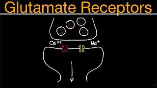 Glutamate Receptors: NMDA & AMPA | Neuroscience