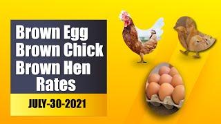 Today Brown Chick Brown Egg & Brown Layer rates in Pakistan | Poultry Baba | 30-07-2021|