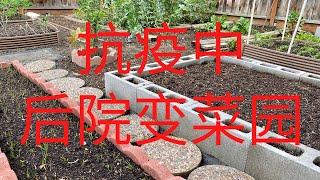 【造菜园】抗疫期，宅家里造田种菜吧 | 后院变菜园 | Turning My Backyard Into A Vegetable Garden