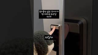 세상 얌전한 강아지가 맞이해주는 퇴근길..#분리불안 #웰시코기