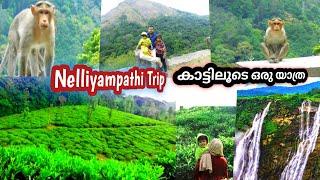 കാടിന് നടുവിലൂടെ അതിമനോഹരമായൊരു യാത്ര#Nelliyampathy#ViewPoint Family Trip (part-1) Ziyas Dairy