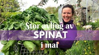 Stor spinatavling i mai