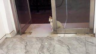 A pregnant stray cat came to the store's entrance, longing for us to take it in