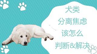 犬类分离焦虑症该如何判断和初步引导