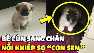 Cú sốc đầu đời của 'BÉ CÚN NHỎ' khi phải sống chung nhà với con sen 'TÍNH NHÂY'  | Gâu Đần