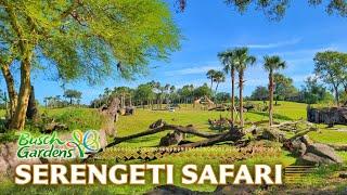 Zoo Tours: Serengeti Plain & Safari | Busch Gardens Tampa Bay