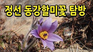 정선 동강할미꽃 탐방