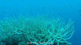 Antler Coral and Reef Fish, Palau September 2018