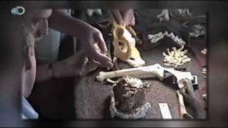 Discovering Ardi - How Ardi Walked - 10/11 @ 9pm E/P on Discovery