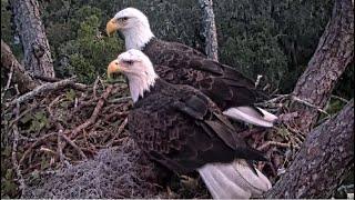 AEF NEFL Eagles ~ Beau Flies In Overnight & Sleeps Next To Gabby  Early Morning Nest Work 10.16.24