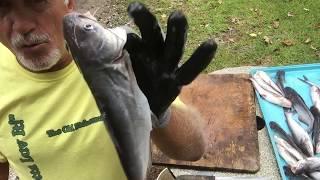 How to Clean Baby Catfish