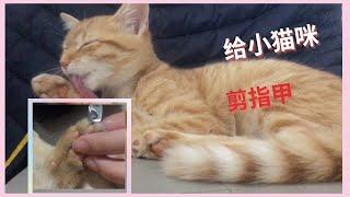 给小猫剪指甲的详细过程  Cut kitten's nails | 小猫米娅