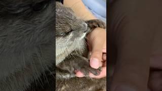 Otter With Injured Hand Heals Quickly #shorts #aty #otter #WaterSausage