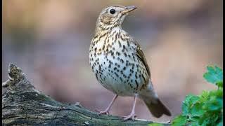 SONG THRUSH SINGING - Turdus philomelos