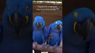 Hyacinth macaws mate for life! 