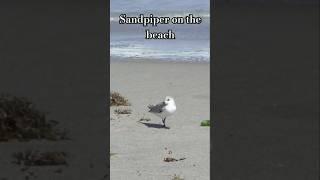 THIS sandpiper is so cute  #animals #beach #sandpiper #birds #ocean #florida #hurricane #fyp