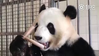 Chinese panda  一个熊猫吃竹子的视频，看了4分钟是一种怎样的体验？别拦我，我要来一根！超清版