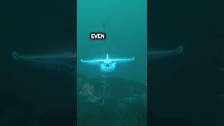 The Terrifying Truth Behind The Ghost Leviathans