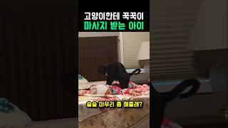 고양이가 꾹꾹이로 마사지 중이에요 