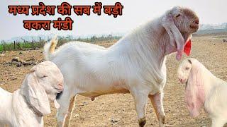 Dewas Bakra Mandi 26 December 2024