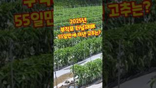 부직포터널재배 55일만에 커낸 고추는? #shorts