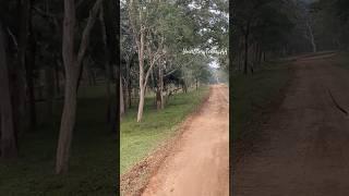 Kabini forest ride  #travel #forest #forestride #traveldiaries #travelvlog #viralvideo #youtubers