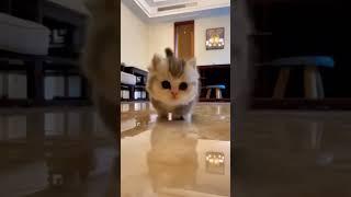 Cute baby Cat #shorts #youtubeshorts