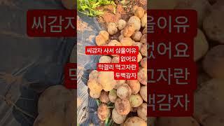 씨감자 사서 심을 이유 없어요 막걸리 먹고 자란감자가? 왕 왕