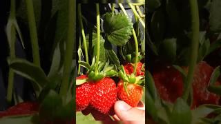 Strawberry or Red Gem !