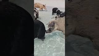 Swimming pigs  Bahamas   #shorts #freefire