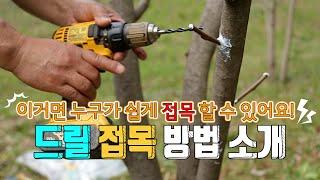 접목 초보자도 100%성공하는 드릴 접목 방법 소개